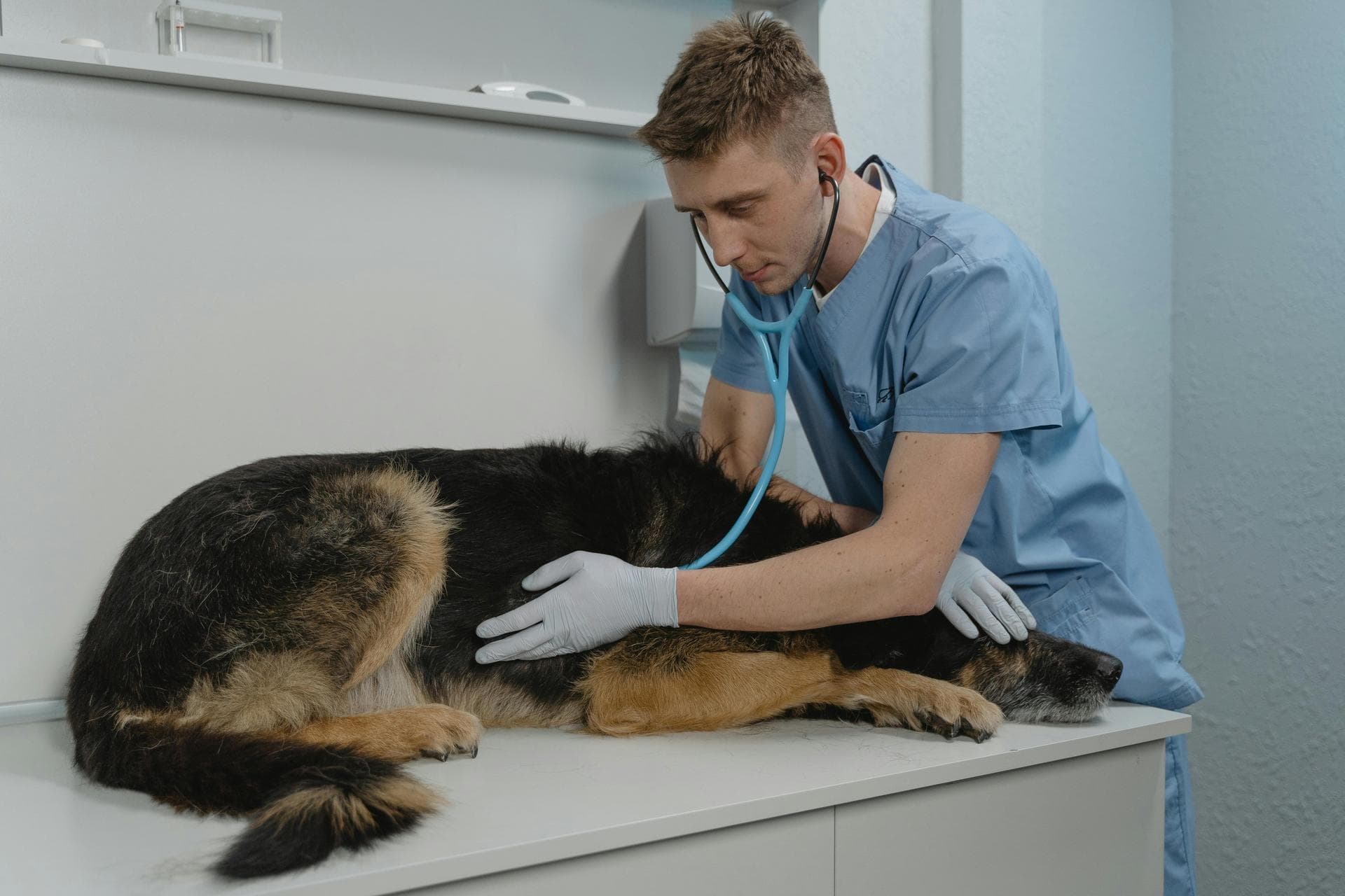 Best Vets in Salem