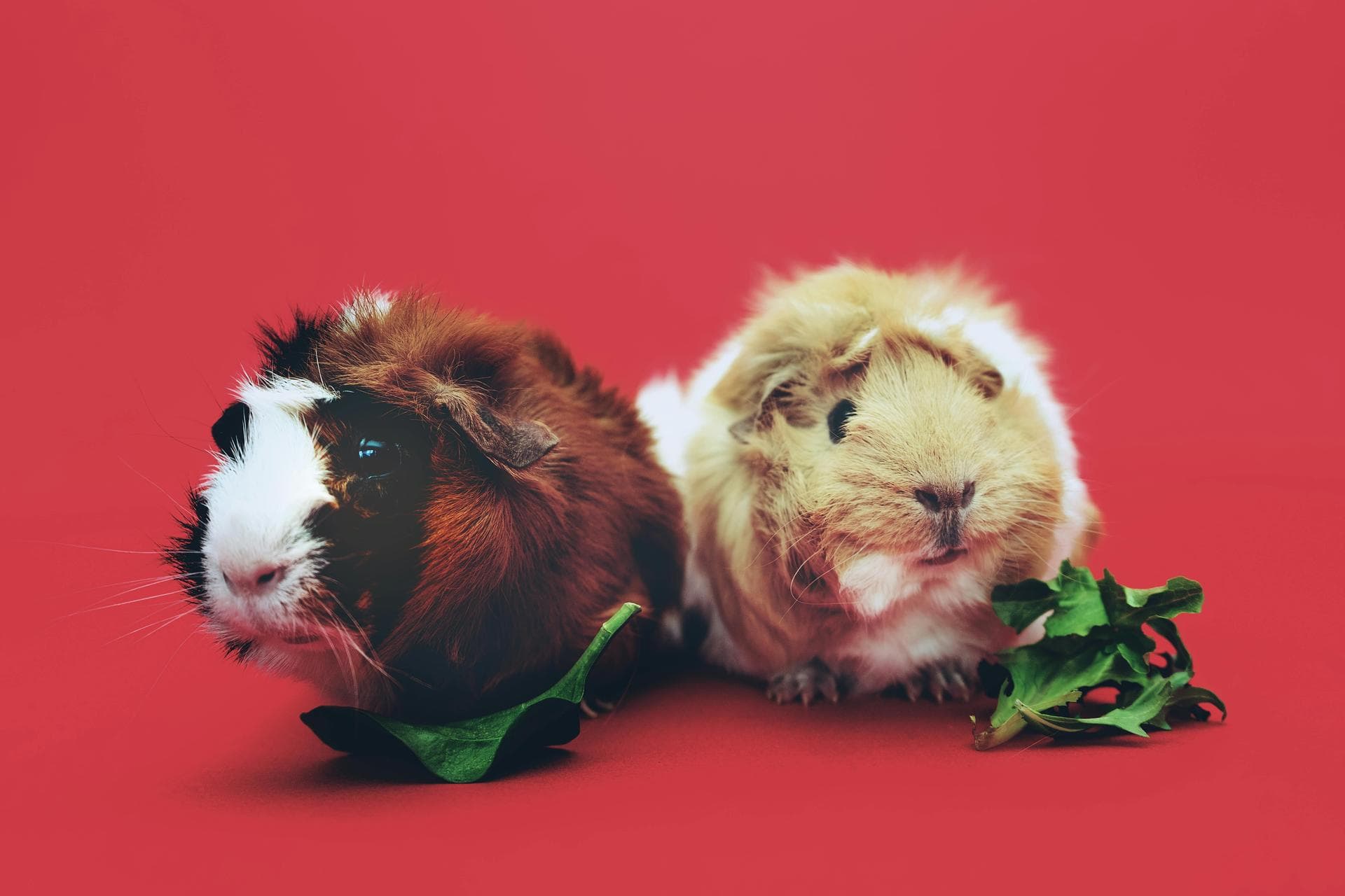 Specialist Vets in Salem