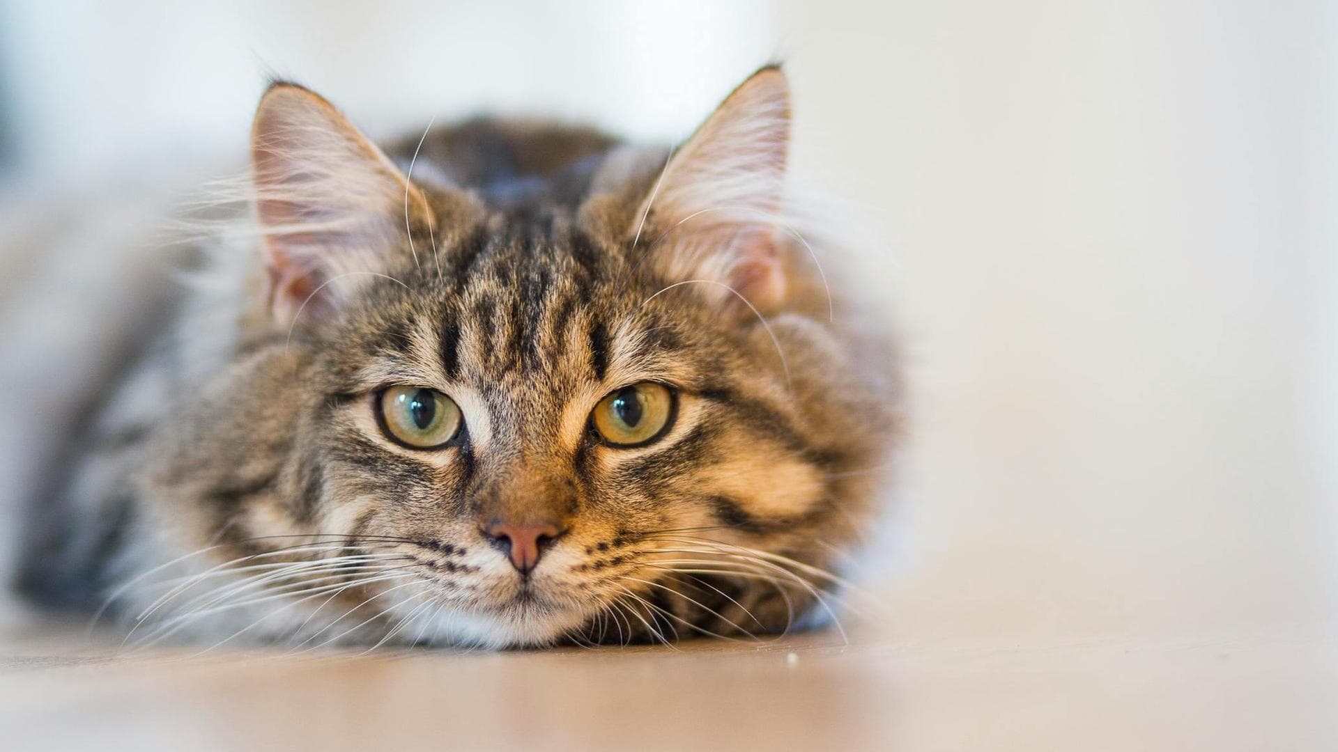 Specialist Vets in Salem